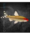 Borrachito 3-3.5 cm | Hemigramus rhodostomus