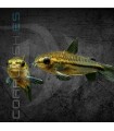 Corydora Pigmea 1-1.5cm | Corydoras pygmaeus