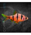 Barbo pentazona 2.5-3.5 cm | Desmopuntius pentazona