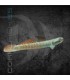 Gobio Arcoiris 4-6 cm | Stiphodon ornatus