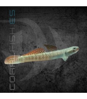 Gobio Arcoiris 4-6 cm | Stiphodon ornatus