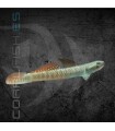 Gobio Arcoiris 4-6 cm | Stiphodon ornatus