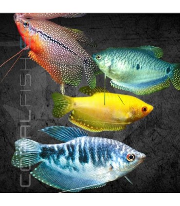 Gourami Surtido 5-6 cm | Trichogaster sp.