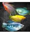 Gourami Surtido 5-6 cm | Trichogaster sp.