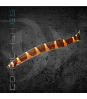 Kuhli Rayado 5-6cm | Pangio kuhlii