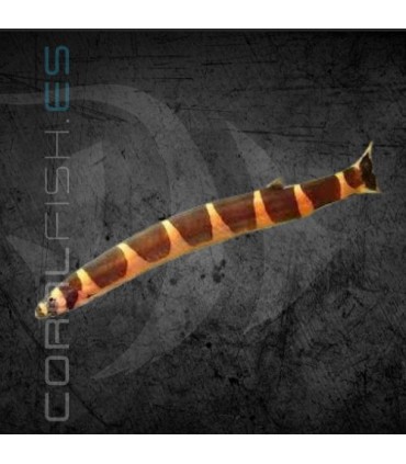Kuhli Rayado 5-6cm | Pangio kuhlii