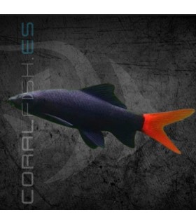 Labeo Bicolor 5 cm | Epalzeohynchos bicolor