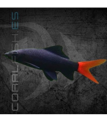 Labeo Bicolor 5 cm | Epalzeohynchos bicolor