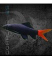 Labeo Bicolor 5 cm | Epalzeohynchos bicolor