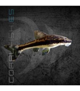 Otocinclus 2-2.5-cm | Otocinclus affinis