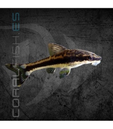 Otocinclus 2-2.5-cm | Otocinclus affinis
