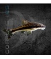 Otocinclus 2-2.5-cm | Otocinclus affinis
