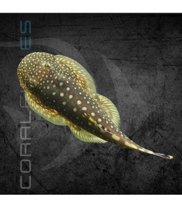 Plecostomus de Borneo 2-3 cm | Gastromyzon punctulatus
