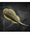 Plecostomus de Borneo 2-3 cm | Gastromyzon punctulatus