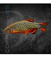 Rasbora Galaxy 1-1.5 cm | Danio margaritatus