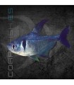 Tetra Fantasma Negro 2.5-3 cm | Hyphessobrycon megalopterus