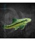 Ventosa Chupaalgas 4-5cm | Gyrinocheilus aymonieri