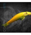 Ventosa Chupaalgas Oro 4-5 cm | Gyrinocheilus aymonieri