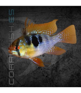 Ramirezi Azul Aleman 3-4cm | Microgeophagus ramirezi