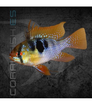 Ramirezi Azul Aleman 3-4cm | Microgeophagus ramirezi