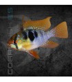 Ramirezi Azul Aleman 3-4cm | Microgeophagus ramirezi