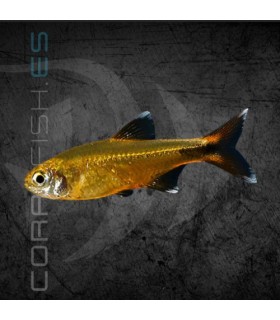 Tetra Cobre 2-3 cm | Hasemania nana