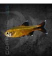 Tetra Cobre 2-3 cm | Hasemania nana