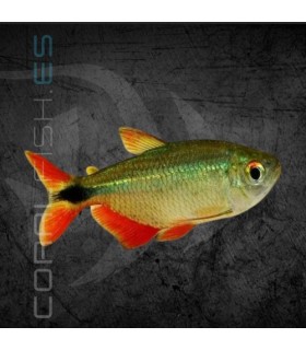 Tetra Buenos Aires 3-4 cm | Hemigrammus caudovitatus
