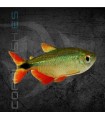 Tetra Buenos Aires 3-4 cm | Hemigrammus caudovitatus