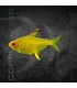 Tetra Limón 2.5-3 cm | Hyphessobrycon pulchripinnis