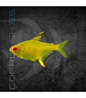 Tetra Limón 2.5-3 cm | Hyphessobrycon pulchripinnis