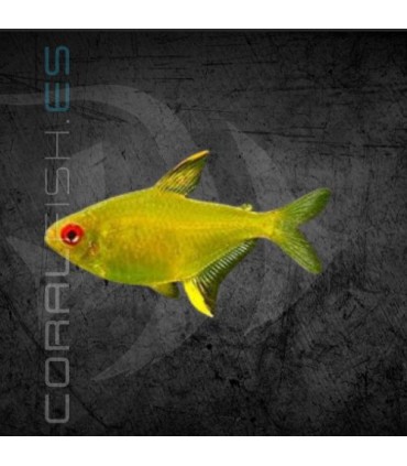 Tetra Limón 2.5-3 cm | Hyphessobrycon pulchripinnis