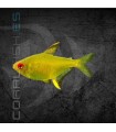 Tetra Limón 2.5-3 cm | Hyphessobrycon pulchripinnis