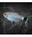 Tetra Santa Filomena 3-4 cm | Moenkhausia sanctaefilomenae