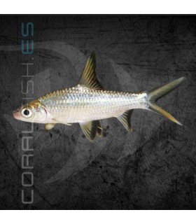 Tiburón Bala 5 cm | Balantiocheilus melanopterus