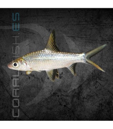 Tiburón Bala 5 cm | Balantiocheilus melanopterus