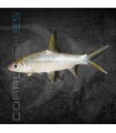 Tiburón Bala 5 cm | Balantiocheilus melanopterus