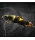 Garra Panda 4-6cm | Garra flavatra
