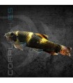 Garra Panda 4-6cm | Garra flavatra