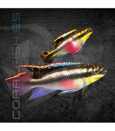 Kribensis 4-5 cm | Pelvicachromis pulcher