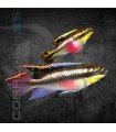 Kribensis 4-5 cm | Pelvicachromis pulcher