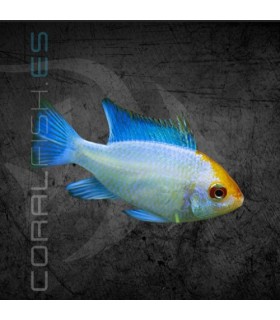 Ramirezi Azul Eléctrico 4 cm | Microgeophagus ramirezi