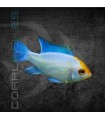 Ramirezi Azul Eléctrico 4 cm | Microgeophagus ramirezi