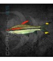 Barbo denisoni 3-4 cm | Puntius denisoni