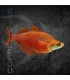 Arcoiris Rojo 4-4.5 cm | Glossolepis incisus