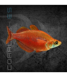 Arcoiris Rojo 4-4.5 cm | Glossolepis incisus