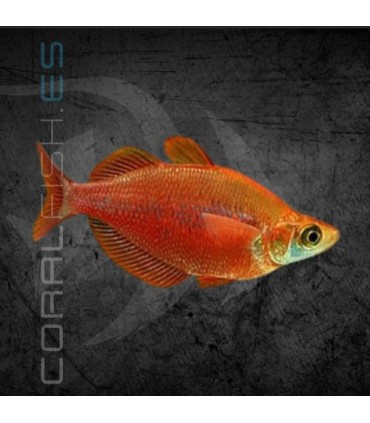Arcoiris Rojo 4-4.5 cm | Glossolepis incisus