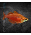 Arcoiris Rojo 4-4.5 cm | Glossolepis incisus