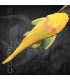 Ancistrus Gold 4-5 cm | Ancistrus sp.