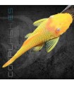 Ancistrus Gold 4-5 cm | Ancistrus sp.